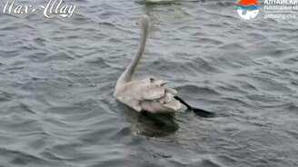 Дикие лебеди зимуют в посёлке - смотреть видео (3:51)