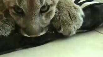 Камышовый кот как он есть - смотреть видео (0:19)