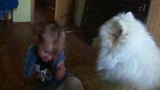 Самоед веселит девчушку - смотреть видео (2:14)