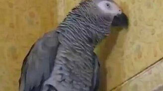 Попугай ищет кошку - смотреть видео (0:33)