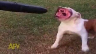 Бульдожик против листодува - смотреть видео (0:16)