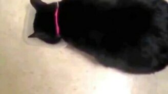 Кошечка, вкусно? - смотреть видео (0:22)