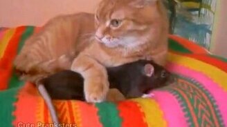 Крыса и рыжий котяра - смотреть видео (1:02)