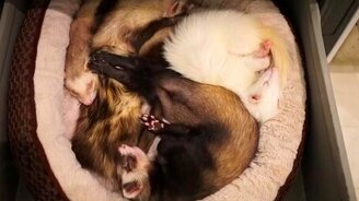 Сонный ящик в шкафу - смотреть видео (0:15)