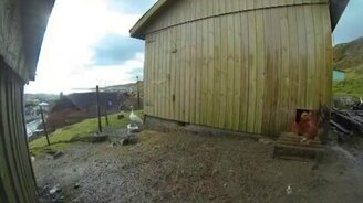 Восприятие курами солнечного затмения - смотреть видео (1:20)