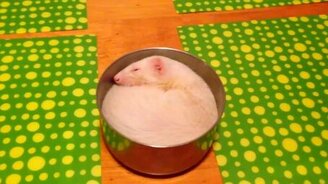 Миска-кроватка для хорька - смотреть видео (2:09)