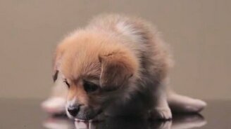 Милые вельш-корги - смотреть видео (1:49)