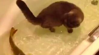 Кот и рыба в ванной - смотреть видео (1:09)