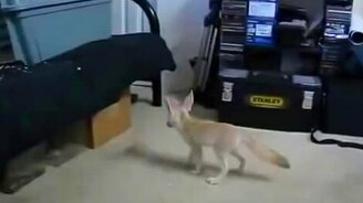 Резвый ушастый лис - смотреть видео (0:51)