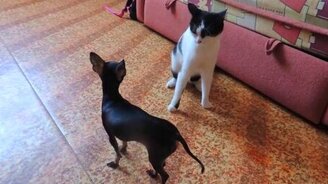 Собачонка против котяры - смотреть видео (0:36)