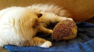 Несгибаемый ёжик и назойливый кот - смотреть видео (0:35)