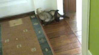 Хорьки вздорят - смотреть видео (0:40)