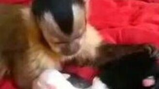 Обезьянка нянчит щенков - смотреть видео (0:55)