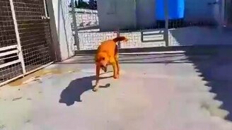 Собачья радость не знает границ - смотреть видео (0:35)