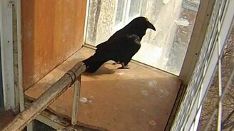 Ворон разговаривает сам с собой - смотреть видео (1:57)