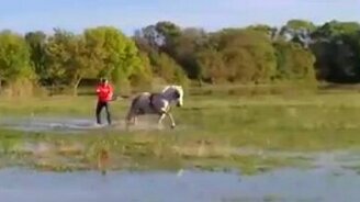 Сёрфинг с лошадью - смотреть видео (0:33)