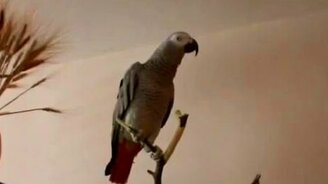 Попугай-сказочник - смотреть видео (1:45)