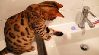 Кошка и хозяйка: кто кого? - смотреть видео (1:17)