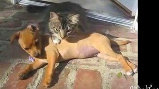 Животные - лучшие друзья - смотреть видео (2:48)