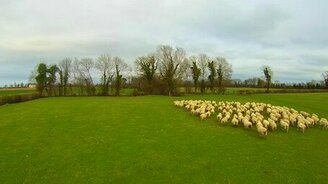 Оперативный пастух для овец - смотреть видео (0:58)