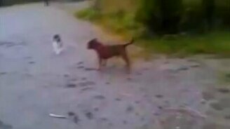 Питбуль против кота - смотреть видео (0:34)