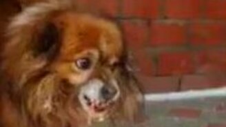 Пёсик охраняет мясные опилки - смотреть видео (0:34)