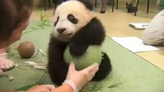 Панде подарили мячик - смотреть видео (0:55)