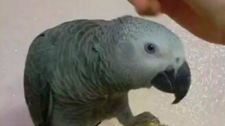 Дрессированный попугай Феня - смотреть видео (1:26)