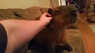 Домашняя капибара - смотреть видео (2:20)