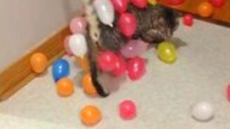 Котяра в воздушных шариках - смотреть видео (0:23)