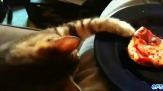 Кошки воруют пиццу - смотреть видео (2:43)