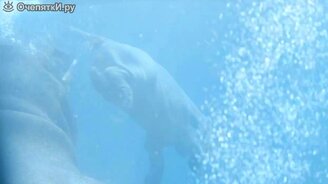 Бегемотик учится плавать - смотреть видео (0:51)