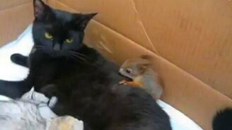 Домашний зоопарк - смотреть видео (12:49)