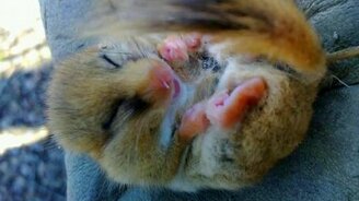 Крошечный бельчонок - смотреть видео (0:30)