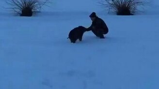 Одомашненный кабанёнок - смотреть видео (0:31)