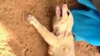 Белый лисёнок и чёрная кошка - смотреть видео (0:41)