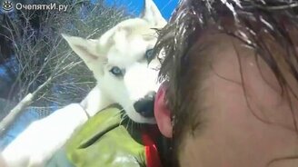 Позитив с щенками хаски - смотреть видео (0:39)