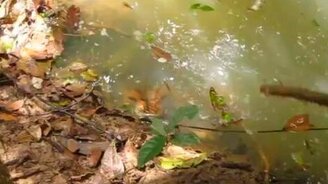 Анаконда атакует - смотреть видео (0:40)