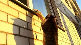 Котяра забирается домой - смотреть видео (0:49)