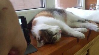 Котяра то ли умер, то ли спит - смотреть видео (1:04)