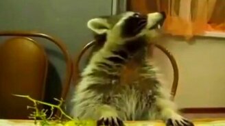 Смешные еноты - смотреть видео (3:48)