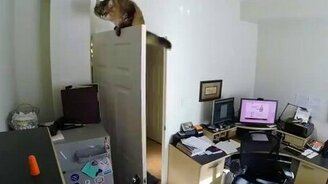 Кошка, которая смогла - смотреть видео (0:35)