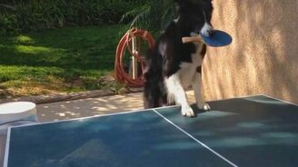 Собака-теннисистка - смотреть видео (0:58)