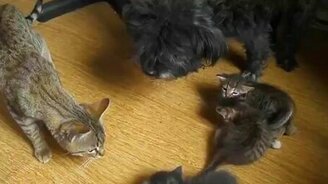 Собака охраняет котят от кошки - смотреть видео (0:49)