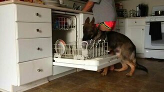 Овчарка-посудомойка - смотреть видео (0:19)