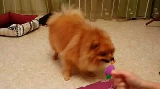 Не отдам, моя игрушка! - смотреть видео (0:34)