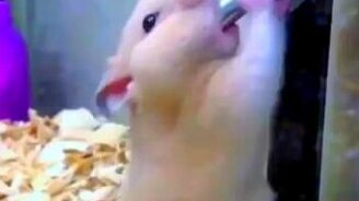 Слишком запасливый хомяк - смотреть видео (0:05)