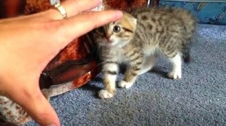 Котёнок Шустрик - смотреть видео (1:26)