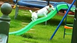 Весёлые собачьи провалы - смотреть видео (2:22)