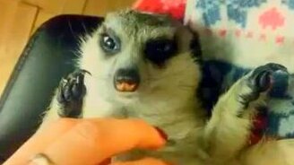 Сурикат просит ласки - смотреть видео (0:15)